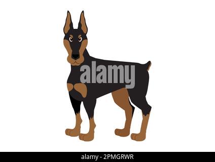 Vector illustration of doberman dog on white background Stock Vector