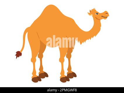 Vector Illustration of Dromedaryl isolated on white background. Clipart Dromedary Stock Vector