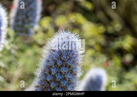 Tajinaste azul de Gran Canaria (Echium callithyrsum), macro detail of the flower, selective focus on the petals. Stock Photo