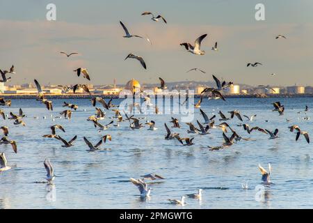 Flock of Birds Flying over Sea. Stock Photo