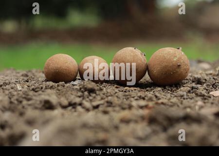 Sapodilla fruit isolated on white background, Indian chikoo or chiku Stock Photo