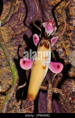 Hymenopus coronatus, Orchieen-Mantis, Kronenfangschrecke, Gottesanbeterin, walking flower mantis , pink orchid mantis, praying mantis Stock Photo
