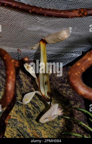 Hymenopus coronatus, Orchieen-Mantis, Kronenfangschrecke, Gottesanbeterin, walking flower mantis , pink orchid mantis, praying mantis Stock Photo