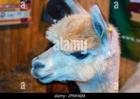 The New England Fairs around the various states show off their harvest of crops and the care for farm animals. Stock Photo