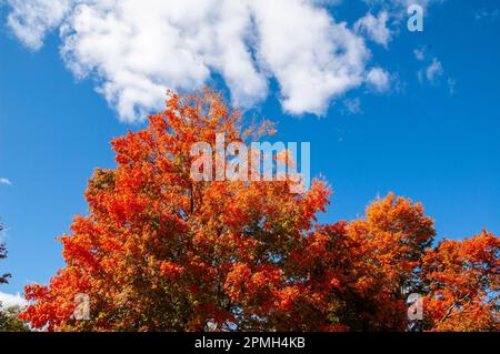 The New England Fairs around the various states show off their harvest of crops and the care for farm animals. Stock Photo