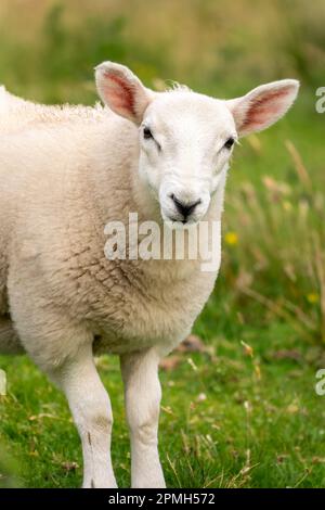 Close up portrait of a curious young sheep in a meadow in the Highlands, Scotland, UK Stock Photo
