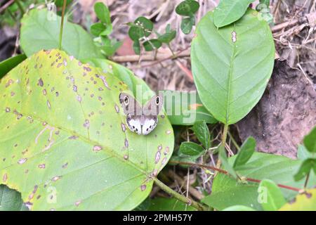High angle view of a White four ring butterfly (Ypthima Ceylonica) is spreading its wings wide while sitting on the surface of a large leaf near to th Stock Photo