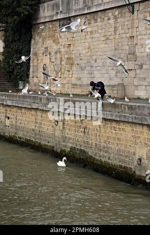 PARIS, FRANCE - DECEMBER 2, 2017  feeding the gulls and swans on the banks of the River Seine Stock Photo