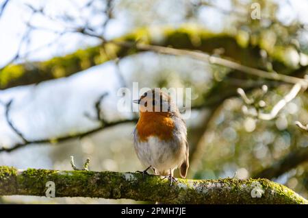 Robin redbreast sitting on a branch Stock Photo
