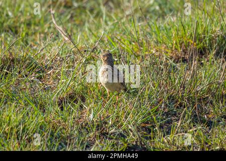 eurasian skylark alauda arvensis resting in the grass Stock Photo