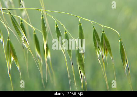 Wild oats like weeds growing in a field (Avena fatua, Avena ludoviciana) Stock Photo