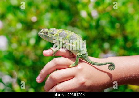 Colorful chameleon resting on a little boy's hand, Zanzibar, Tanzania, East Africa, Africa Stock Photo