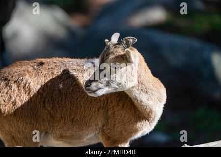 Ona Vidal. Iberian Ibex. sitting in a rock baby lying down. With big and small horns. The Iberian ibex is characterized by its large and flexible hoov Stock Photo