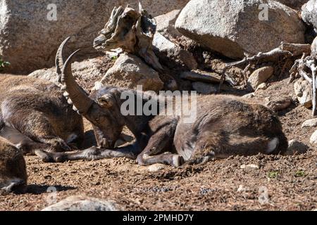 Ona Vidal. Iberian Ibex. sitting in a rock baby lying down. With big and small horns. The Iberian ibex is characterized by its large and flexible hoov Stock Photo