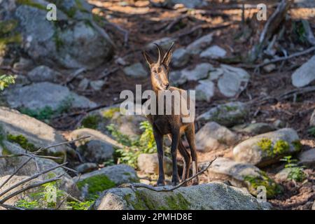 Ona Vidal. Isard. Pyrenean chamois. In a rock  between orange leaves and red fruits. The Pyrenean chamois is a goat-antelope that lives in the mountai Stock Photo