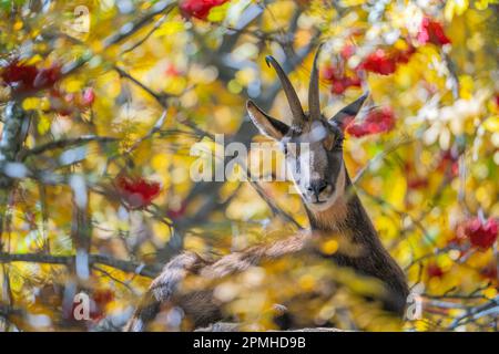 Ona Vidal. Isard. Pyrenean chamois. In a rock  between orange leaves and red fruits. The Pyrenean chamois is a goat-antelope that lives in the mountai Stock Photo