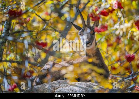 Ona Vidal. Isard. Pyrenean chamois. In a rock  between orange leaves and red fruits. The Pyrenean chamois is a goat-antelope that lives in the mountai Stock Photo