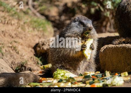 Ona Vidal. marmot brown and gray, eating in a rock. Marmots are large rodents with characteristically short but robust legs, enlarged claws which are Stock Photo