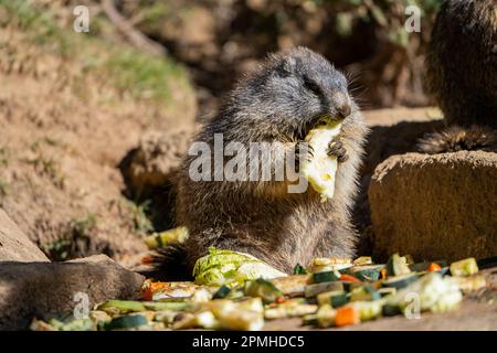 Ona Vidal. marmot brown and gray, eating in a rock. Marmots are large rodents with characteristically short but robust legs, enlarged claws which are Stock Photo