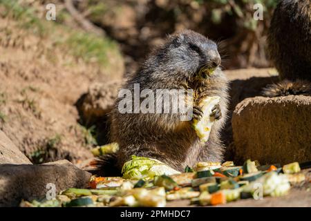 Ona Vidal. marmot brown and gray, eating in a rock. Marmots are large rodents with characteristically short but robust legs, enlarged claws which are Stock Photo