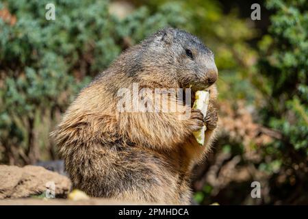 Ona Vidal. marmot brown and gray, eating in a rock. Marmots are large rodents with characteristically short but robust legs, enlarged claws which are Stock Photo