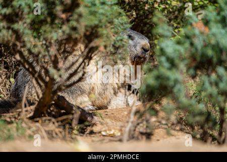 Ona Vidal. marmot brown and gray, eating in a rock. Marmots are large rodents with characteristically short but robust legs, enlarged claws which are Stock Photo