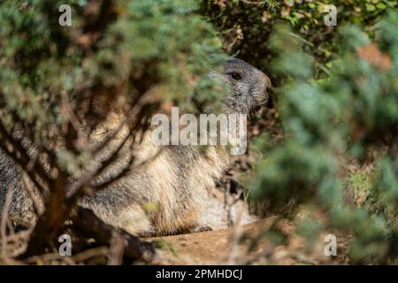 Ona Vidal. marmot brown and gray, eating in a rock. Marmots are large rodents with characteristically short but robust legs, enlarged claws which are Stock Photo