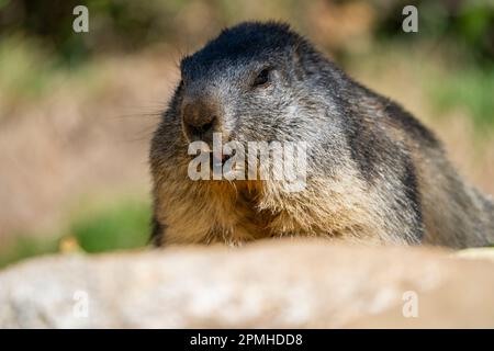 Ona Vidal. marmot brown and gray, eating in a rock. Marmots are large rodents with characteristically short but robust legs, enlarged claws which are Stock Photo