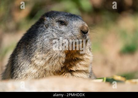 Ona Vidal. marmot brown and gray, eating in a rock. Marmots are large rodents with characteristically short but robust legs, enlarged claws which are Stock Photo