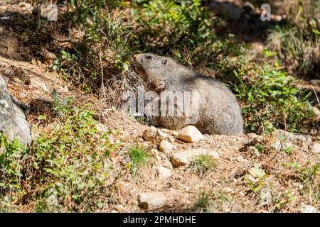 Ona Vidal. marmot brown and gray, eating in a rock. Marmots are large rodents with characteristically short but robust legs, enlarged claws which are Stock Photo