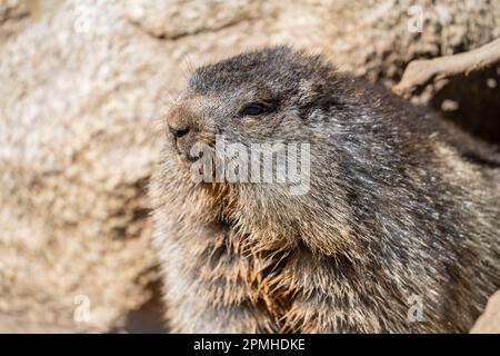 Ona Vidal. marmot brown and gray, eating in a rock. Marmots are large rodents with characteristically short but robust legs, enlarged claws which are Stock Photo