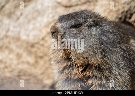 Ona Vidal. marmot brown and gray, eating in a rock. Marmots are large rodents with characteristically short but robust legs, enlarged claws which are Stock Photo