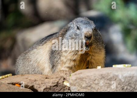 Ona Vidal. marmot brown and gray, eating in a rock. Marmots are large rodents with characteristically short but robust legs, enlarged claws which are Stock Photo