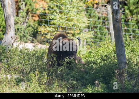 Ona Vidal. bison. Big male brown and blanck Bison with horns and gray eyes and its black tongue. Bison are the largest mammal in North America. Male b Stock Photo