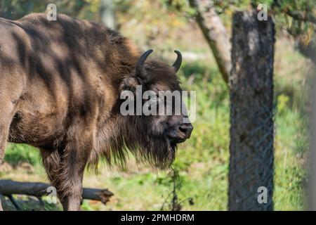 Ona Vidal. bison. Big male brown and blanck Bison with horns and gray eyes and its black tongue. Bison are the largest mammal in North America. Male b Stock Photo