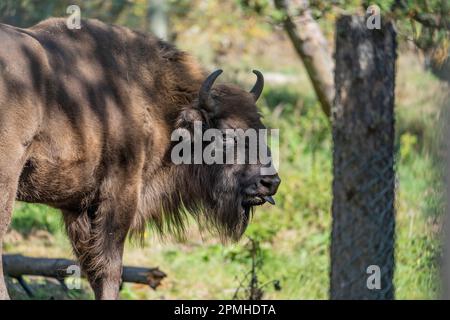 Ona Vidal. bison. Big male brown and blanck Bison with horns and gray eyes and its black tongue. Bison are the largest mammal in North America. Male b Stock Photo