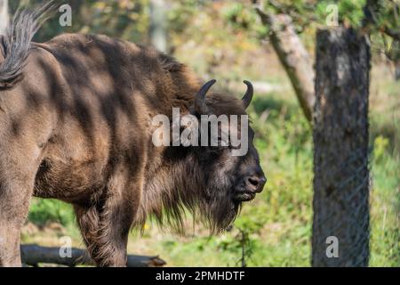 Ona Vidal. bison. Big male brown and blanck Bison with horns and gray eyes and its black tongue. Bison are the largest mammal in North America. Male b Stock Photo