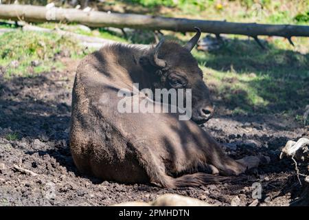 Ona Vidal. bison. Big male brown and blanck Bison with horns and gray eyes and its black tongue. Bison are the largest mammal in North America. Male b Stock Photo