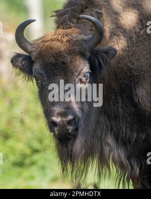 Ona Vidal. bison. Big male brown and blanck Bison with horns and gray eyes and its black tongue. Bison are the largest mammal in North America. Male b Stock Photo