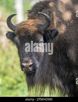 Ona Vidal. bison. Big male brown and blanck Bison with horns and gray eyes and its black tongue. Bison are the largest mammal in North America. Male b Stock Photo