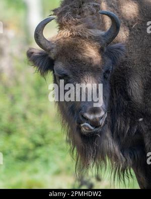 Ona Vidal. bison. Big male brown and blanck Bison with horns and gray eyes and its black tongue. Bison are the largest mammal in North America. Male b Stock Photo