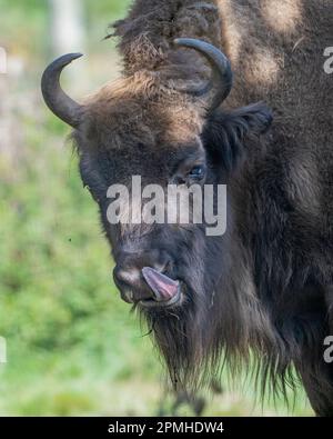 Ona Vidal. bison. Big male brown and blanck Bison with horns and gray eyes and its black tongue. Bison are the largest mammal in North America. Male b Stock Photo