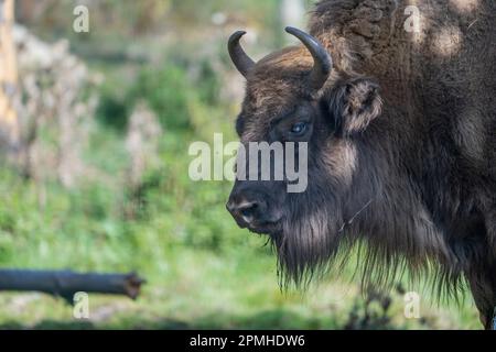 Ona Vidal. bison. Big male brown and blanck Bison with horns and gray eyes and its black tongue. Bison are the largest mammal in North America. Male b Stock Photo