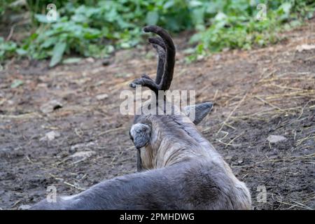 Ona Vidal. Reindeer grey and white, lying down, sleeping. It has big horns. The fallow deer is an elegant, medium-sized deer, with a typically spotted Stock Photo