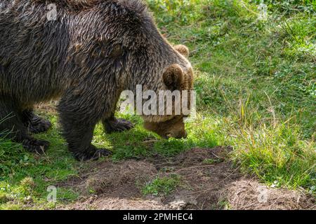 Ona Vidal. Brown bear on the green grass next to a tree, sitting, rescuing with its mouth open. Bears are mammals that belong to the family Ursidae. T Stock Photo
