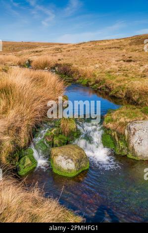 Waterfalls on The Infant Tarnbrook Wyre in Gables Clough above Tarnbrook in The Forest of Bowland Lancashire Stock Photo