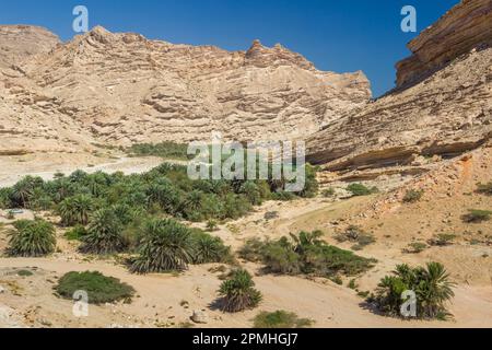 Palm trees in Wadi Sinaq, Hasik, Dhofar Governorate, Oman, Middle East Stock Photo