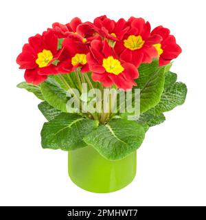 Primrose and green flowerpot isolated on white  background Stock Photo