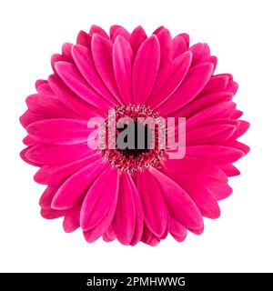 Gerbera isolated on white background Stock Photo