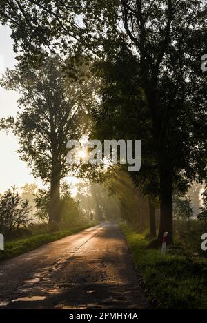 Forest landscape, road between trees at sunset. Stock Photo